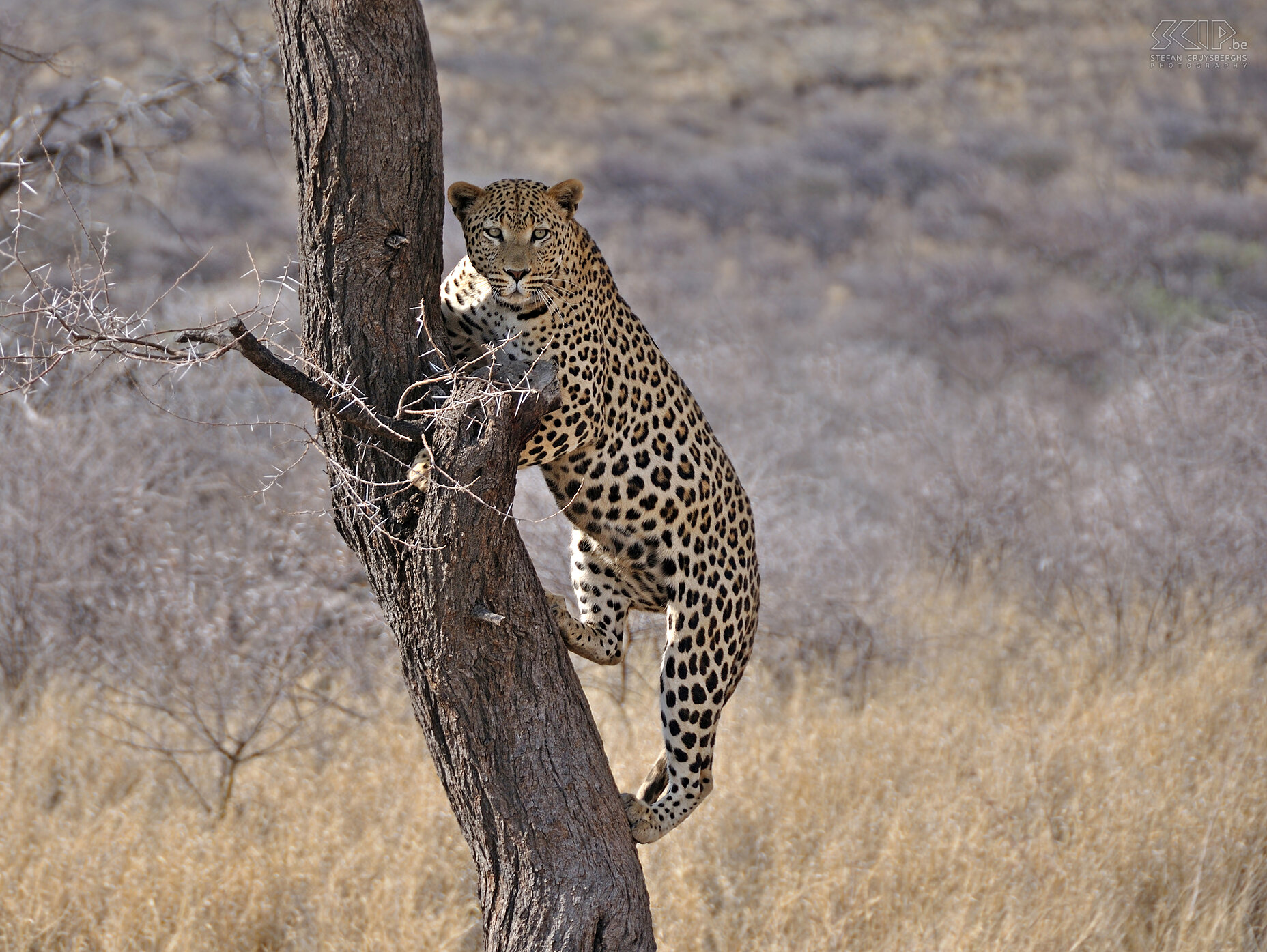 Dusternbrook - Leopard Leopard in captivity Stefan Cruysberghs